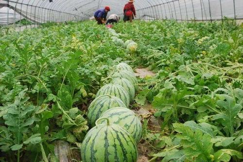 永年大瓜爆料网红视频,网红视频揭秘惊人内幕  第2张